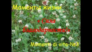 3. «Моменты жизни - Momenti di vita - №1»,  "Сила благодарности!"