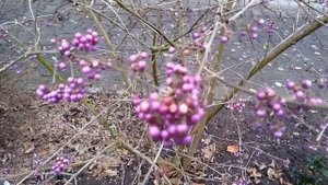 Красивоплодник Бодиньера. Callicarpa bodinieri "Profusion". Schönfrucht "Profusion".
