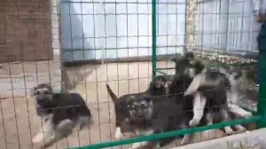 Щенки питомника Веолар