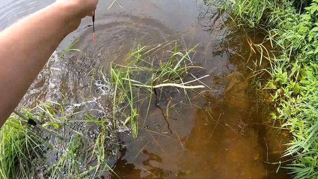 ЭТИ РЫБИНЫ РВУТ КРЮЧКИ! Рыбалка на реке на поплавок 2022! смотреть онлайн