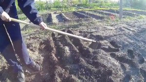 Нетрадиционный способ посадки картофеля