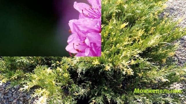 Лучшие декоративные кустарники для сада