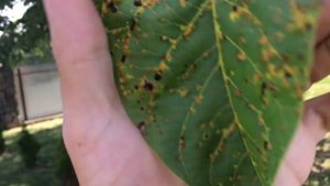 Вредители в саду #2. Листья ореха в бородавках, ореховый галловый клещ. (UKR)