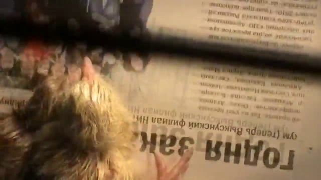 Вывод цыплят в китайском инкубаторе - отчет от клиента смотреть онлайн