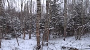 Охота с Русской гончей на зайца 23 11 23