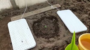 Пошёл 4 день со дня высадки пророщенной семечки гигантской тыквы в парник...