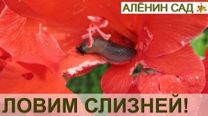 Лучшая ловушка для слизней! Как бороться со слизнями в огороде, если они не дают покоя...