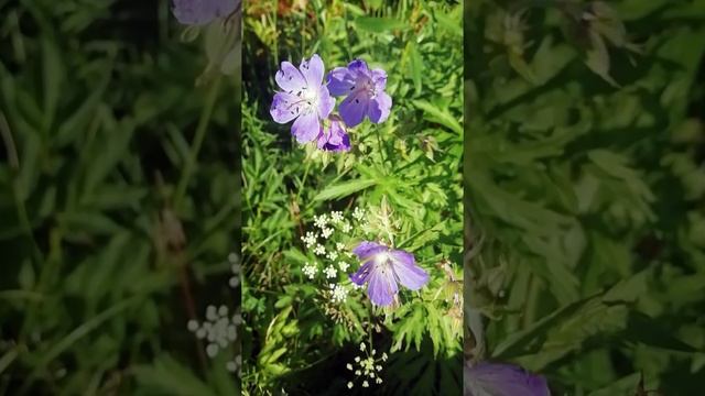 Герань луговая. ?