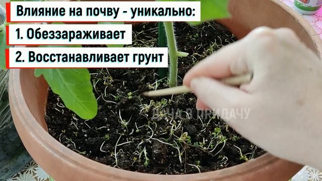 Восстанавливаю плодородие почвы - Быстро, Дёшево и Эффективно. Хитрости моего огорода на балконе.