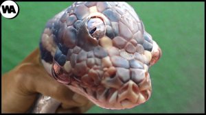 Животные, Которые Выиграли Генетическую Лотерею.