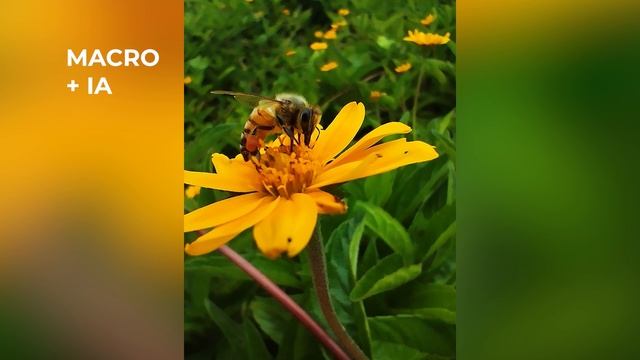 Redmi Note 11 - Reseña de las cámaras - Fotos y Videos смотреть онлайн