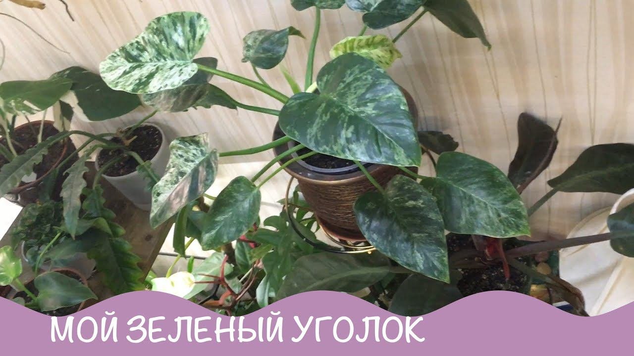 Комнатные цветы. Весна 2021. Мой зеленый уголок. 2 часть