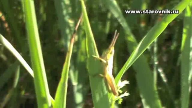 ТРЕЙЛЕР К РОЛИКУ смотреть онлайн