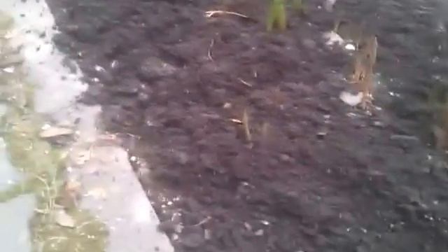 16004 Приводим клумбу тюльпанов в порядок. смотреть онлайн