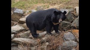 Хабаровский край — Большехехцирский заповедник