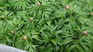 Прошлась по огороду.  Зачем и как я делаю подушку из хмеля?