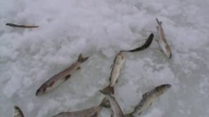 Ловля ленка и хариуса на зимовальной яме.