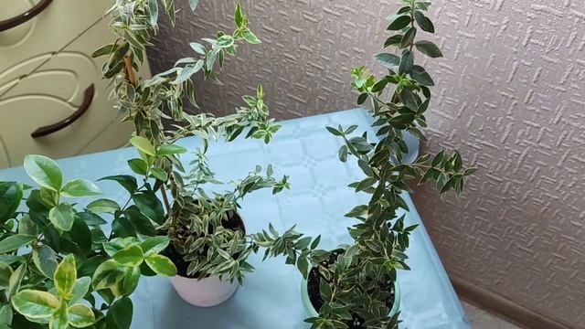 Мирт пестролистный, мирты вариегатные,  Myrtus Variegata ?
