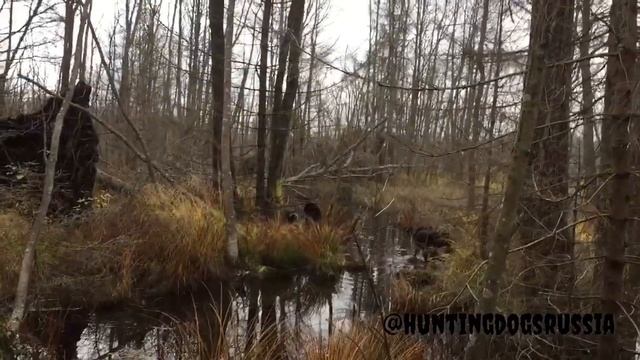 ОТКРЫТИЕ | ОХОТА НА ПУШНИНУ | DOGHUNTING смотреть онлайн