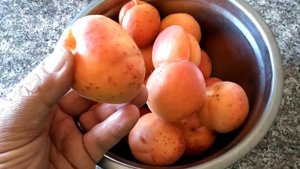 Первый серьезный сбор абрикосов. Огромные и вкуснейшие!