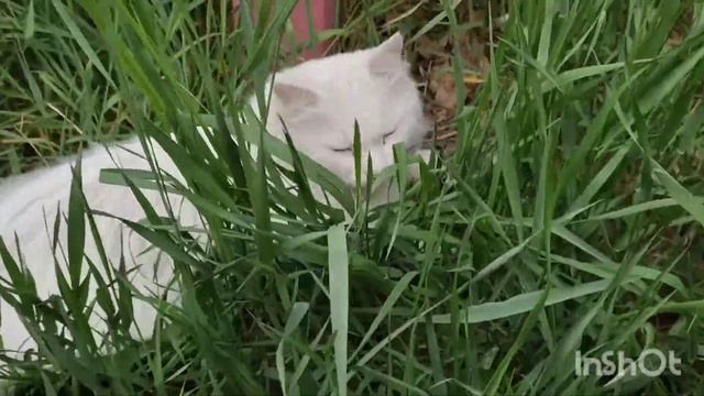 Дача. 27.05.2021 смотреть онлайн