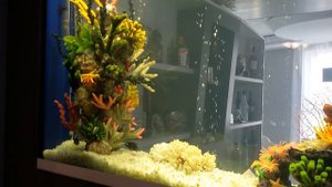 Аквариум 400 л с цихлидами