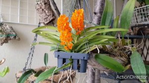 Вандовые Занимающие Мало Места-Аскоцентрум миниатум