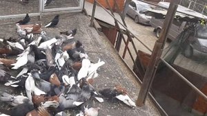 Ярмарка голубей в Шахтах. Съёмка дома вечером. Николаеские голуби.