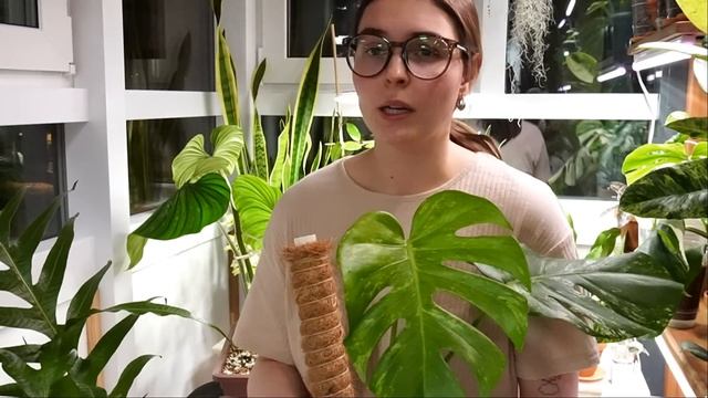Прогулка по ботаническому саду / магазин излишков растений / новые растения из ботанического сада