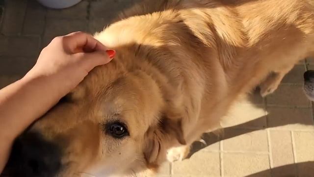 Алабайка Роза меня укусила при обработках. Стал сильно кровоточить шов. Вилли и Линду на вакцинацию