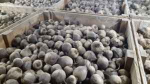 Хранение свеклы. Beet storage.