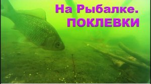 Поклевки на Поплавочную удочку карася, окуней, бычков. Съемка над и под водой