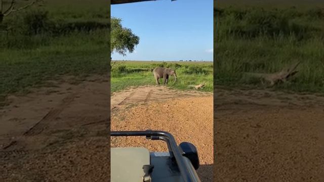 Сафари, Африка. Зебры 🦓 , жираф 🦒, носорог 🦏 впервые в жизни