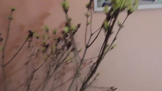 сирень зимой 3 декабрь смотреть онлайн