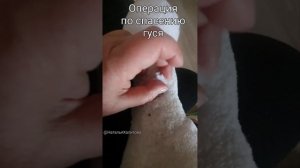 " Спасение" гуся продолжается.