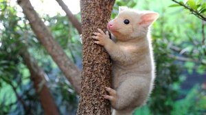 Лисий кузу: плохо пахнущее очарование