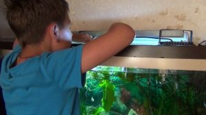 Эхинодорус Шлютера