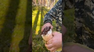 Боровики Карелии 29.08.2023 часть 2