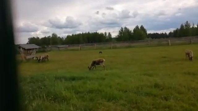 Северный олень родом с Нижегородчины?(1) Конный клуб Серая лошадь село Троицкое Нижегородская 2019 смотреть онлайн