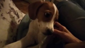 Самочувствие щенка после прививки, состояние после вакцинации. Щенок эстонской гончей, Шанель