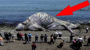 Самые странные вещи, найденные на берегу