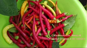 Слизней ? как ветром сдуло с Огорода ? Как избавиться от слизняков и улиток без химии, народными о