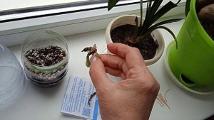 Кливия:семенами, кустиками, размножение. Как они развиваются?