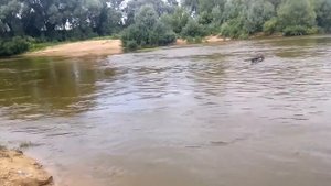 Щюка на отводной поводок на Оке  17.07.17г