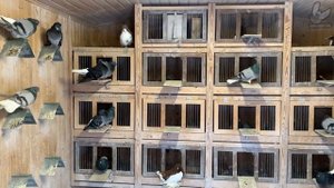 Николаевские голуби. Серые и сизые белохвостые. В гостях у Прокофьева С.М.