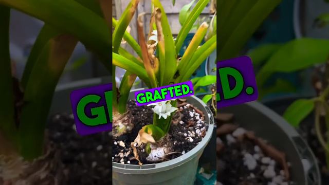 How to graft bulbs? #garden #darwin #hyacinth смотреть онлайн