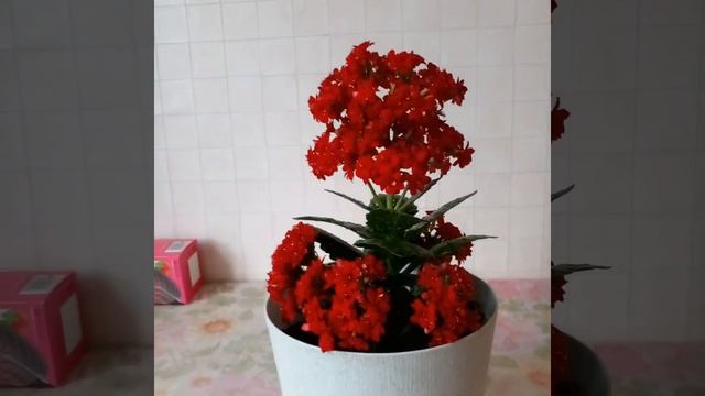 #каланхоэ Вырастила из листика смотреть онлайн