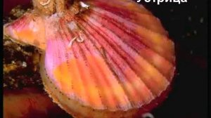 Морские жители