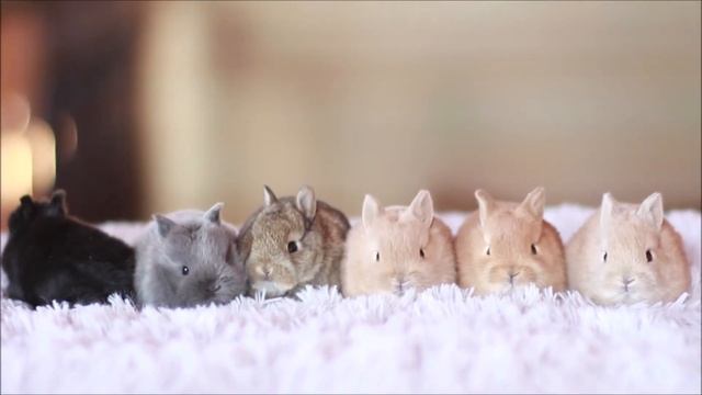 Карликовые кролики миноры крольчата смотреть онлайн