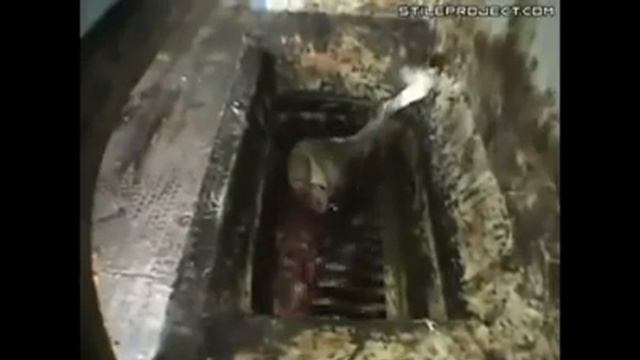 Вот так делают колбасы и сосиски смотреть онлайн